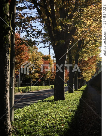 The autumnal leaves of Metasequoia The autumnal leaves of Metasequoia 134934328