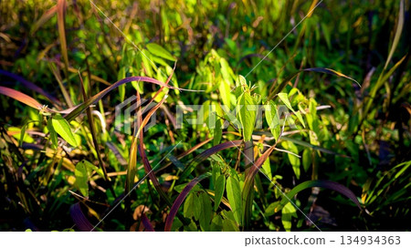 背景資料:冬季草地 背景資料:冬季草地 134934363