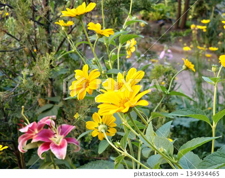 Bright yellow flowers in a sunlit flowerbed. Heliopsis helianthoides. Selective focus Bright yellow flowers in a sunlit flowerbed. Heliopsis helianthoides. Selective focus 134934465