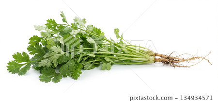 Fresh coriander leaves on a white background. Agriculture and healthy food concept. World Vegan Day Fresh coriander leaves on a white background. Agriculture and healthy food concept. World Vegan Day 134934571