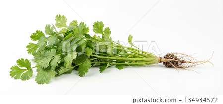 Fresh coriander leaves on a white background. Agriculture and healthy food concept. World Vegan Day 134934572