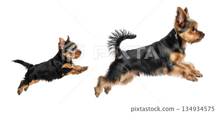 An adult Yorkipoo and its puppy play in a bright and clear area. The puppy leaps excitedly while the adult dog runs beside it. Both exhibit lively energy and joy in their actions. 134934575