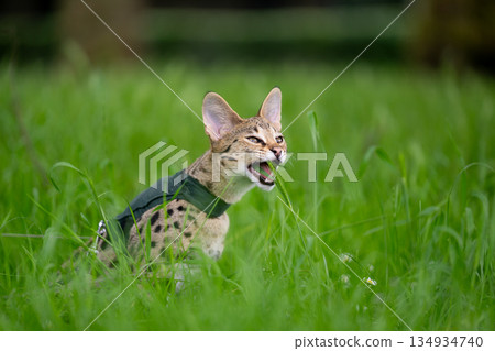 Savannah F1 Kitten outdoors eating grass Savannah F1 Kitten outdoors eating grass 134934740