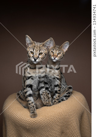 two Savannah F1 Kittens sitting side by side two Savannah F1 Kittens sitting side by side 134934741
