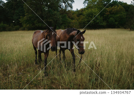 Two horses walk through a grassy field under cloudy skies in a rural area of the countryside Two horses walk through a grassy field under cloudy skies in a rural area of the countryside 134934767