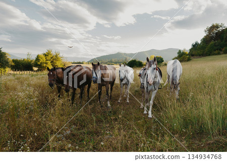 Horses standing together in a field during late afternoon light near mountains Horses standing together in a field during late afternoon light near mountains 134934768