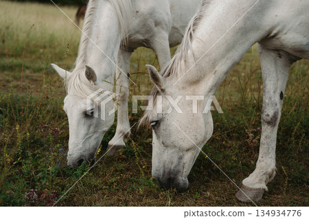 Two white horses grazing in a green field under a clear sky during daytime 134934776