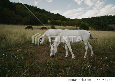 White horses graze in a green field near hills and brown horses in the background 134934778