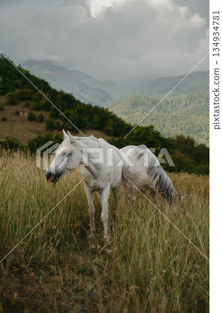 White horse standing in a field near mountains during overcast weather White horse standing in a field near mountains during overcast weather 134934781
