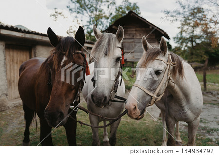 Three horses standing together near a wooden barn in an outdoor setting Three horses standing together near a wooden barn in an outdoor setting 134934792