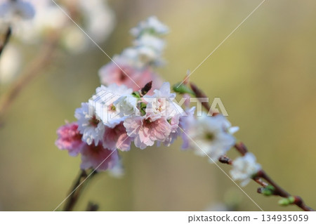 十月櫻花盛開－小花瓣櫻花 134935059