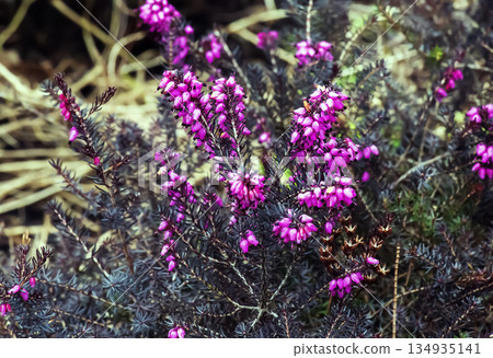 Erica carnea blooming Winter Beauty. Spring plants for the rock gardens and alpine flower beds. Floral background. Erica carnea blooming Winter Beauty. Spring plants for the rock gardens and alpine flower beds. Floral background. 134935141