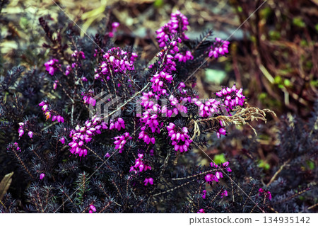 Erica carnea blooming Winter Beauty. Spring plants for rock gardens and the alpine flower beds. Floral background. 134935142