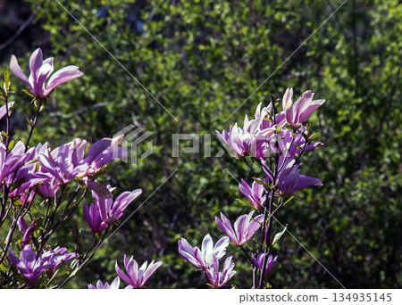 Beautiful close-up of a blooming pink Chinese magnolia Magnolia Liliiflora. Soft and selective focus. 134935145