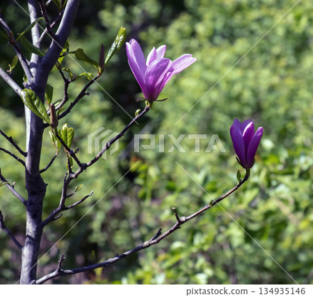 Branches with large, pink flowers of Chinese magnolia Magnolia Liliiflora in bloom. Branches with large, pink flowers of Chinese magnolia Magnolia Liliiflora in bloom. 134935146