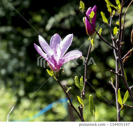 Single pink flower of a blooming lily-flowered magnolia Magnolia liliiflora in early spring in sunlight. Beautiful spring floral background. 134935147