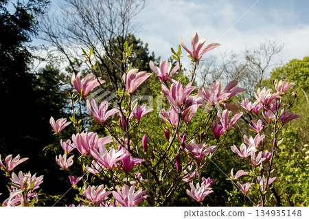 A beautiful close-up of a blooming pink Chinese magnolia Magnolia Liliiflora against the sky. 134935148