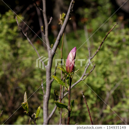 A pink bud of a lily-flowered magnolia Magnolia liliiflora in early spring in sunlight. Beautiful spring floral background. 134935149