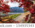 Autumn leaves of Arashiyama 134935343