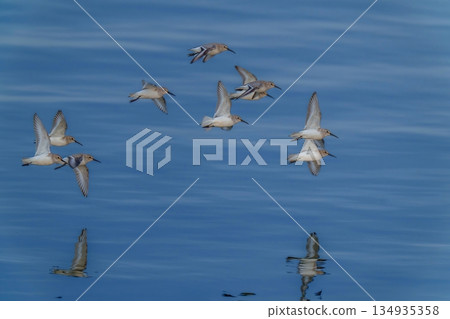 一群磯鷸在碧藍的水面上輕快地飛翔 134935358