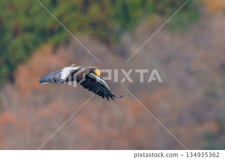 A Steller's sea eagle flies leisurely against the backdrop of a mountain covered in autumn leaves at their peak. A Steller's sea eagle flies leisurely against the backdrop of a mountain covered in autumn leaves at their peak. 134935362