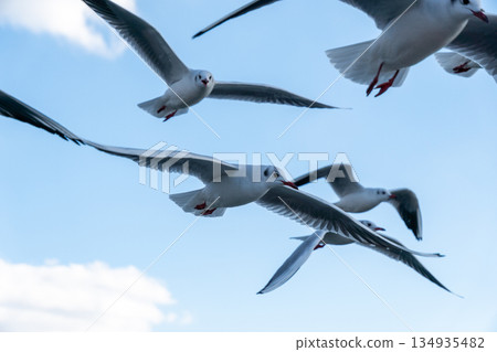 Black-headed gulls flying against the blue sky 134935482