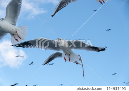 黑頭鷗在藍天中飛翔 134935493