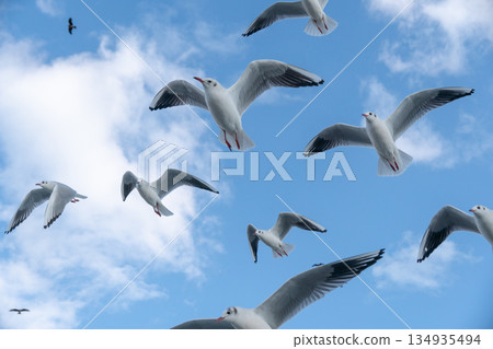黑頭鷗在藍天中飛翔 134935494