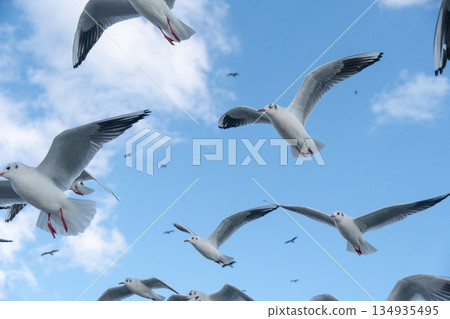 Black-headed gulls flying against the blue sky 134935495