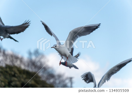 黑頭鷗在湛藍的天空中拍打著翅膀 134935509