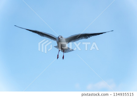 Black-headed gulls flapping their wings in the clear blue sky Black-headed gulls flapping their wings in the clear blue sky 134935515