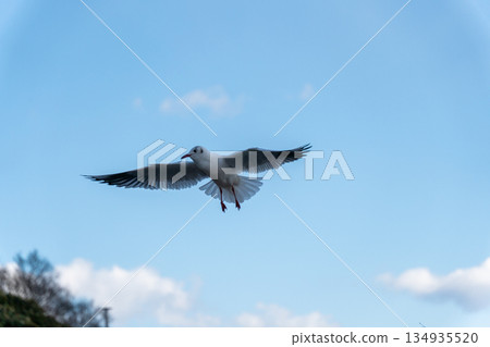 Black-headed gulls flapping their wings in the clear blue sky Black-headed gulls flapping their wings in the clear blue sky 134935520