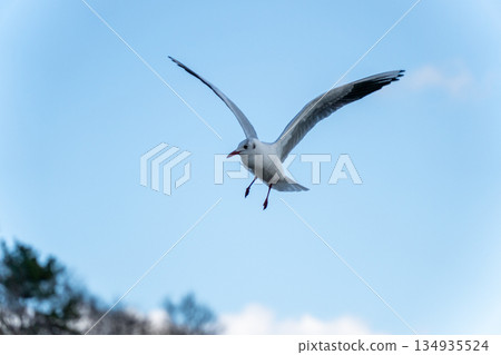 黑頭鷗在湛藍的天空中拍打著翅膀 134935524