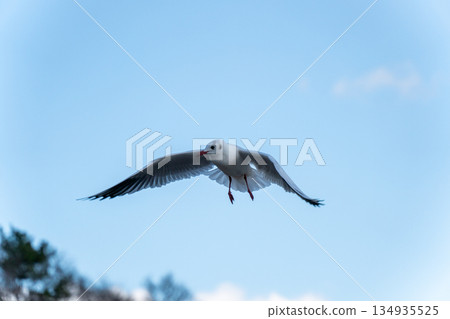 黑頭鷗在湛藍的天空中拍打著翅膀 134935525
