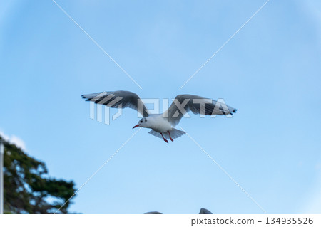 黑頭鷗在湛藍的天空中拍打著翅膀 134935526