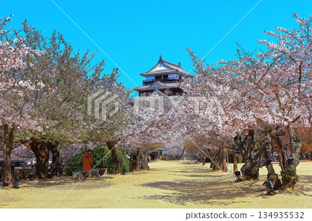 [Ehime Prefecture] Matsuyama Castle in the spring when cherry blossoms bloom (existing castle tower) 134935532