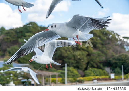 Scenery with flying black-headed gulls 134935838