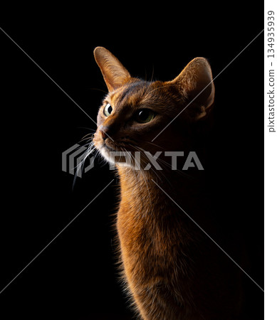back lit profile view of purebred abyssinian cat back lit profile view of purebred abyssinian cat 134935939