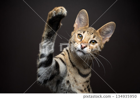 playful savannah F1 Kitten raising paw 134935950