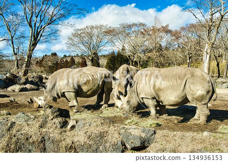Fuji Safari Park Sai 134936153