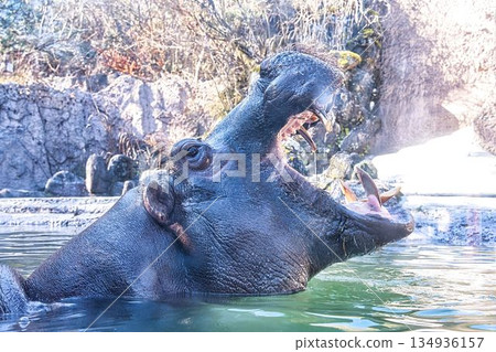 hippo with open mouth hippo with open mouth 134936157