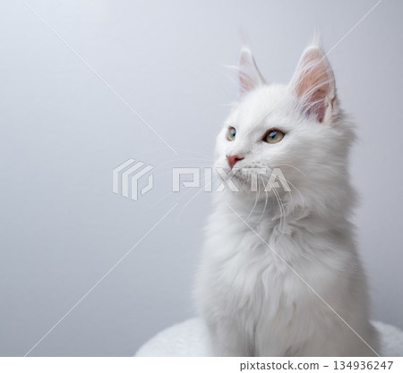 white maine coon kitten portrait on white background 134936247
