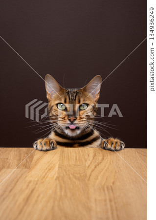 bengal cat putting paws on dining table bengal cat putting paws on dining table 134936249