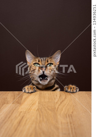 bengal cat putting paws on dining table bengal cat putting paws on dining table 134936251