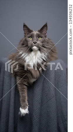 maine coon cat relaxing with paw hanging down 134936252