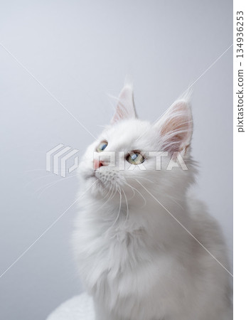 white maine coon kitten portrait on white background white maine coon kitten portrait on white background 134936253