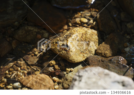 森林溪流，清澈的水 134936616