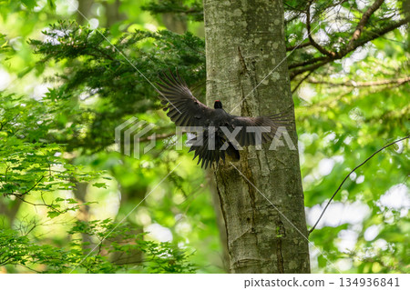 Black woodpecker raising a child 134936841