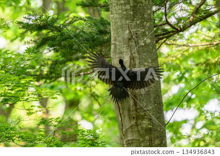Black woodpecker raising a child 134936843