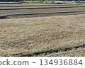 Winter rice field 134936884
